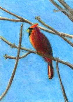 "Cardinal" by Barbara Kelsey, Pewaukee WI - Colored Pencil (NFS)